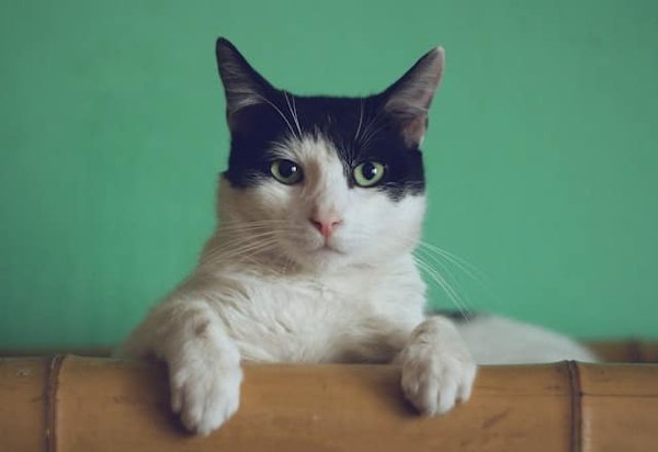 Quelle est la meilleure méthode pour brosser un chat de race Persian sans lui causer de stress ?