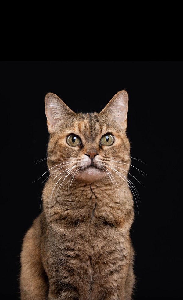 Quel est le comportement social attendu d'un chat de race Peterbald et comment le socialiser ?